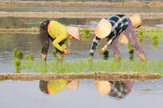 Nông dân vùng cao Tương Dương 'vượt rét' khép kín lúa Xuân