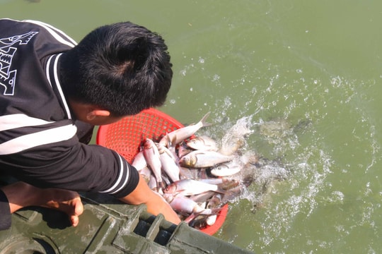 Chùa Viên Quang phóng sinh 10 tấn cá xuống sông Lam