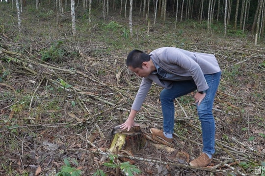 Ngang nhiên chặt phá cây trên phần đất rừng đang tranh chấp 
