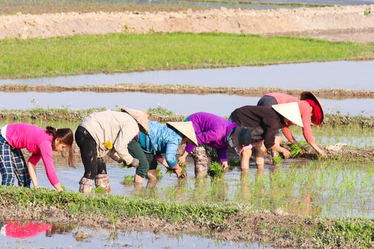 Nghệ An: Tiền công gần nửa triệu mỗi ngày vẫn khó thuê thợ cấy