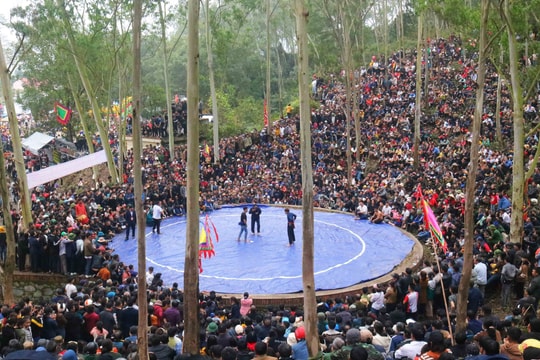 Kịch tính, hấp dẫn sới vật tại Lễ hội Đền Vua Mai