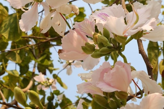 Điện Biên sẽ tổ chức Lễ hội Hoa Ban vào tháng 3/2023