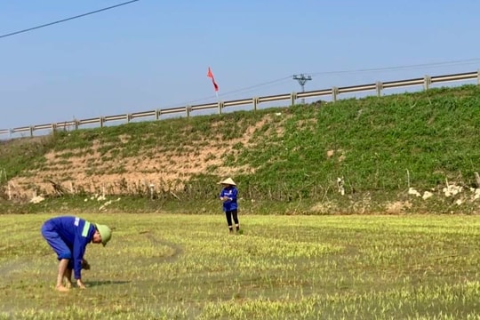 Nông dân Nghệ An khẩn trương khép kín diện tích lúa Xuân 