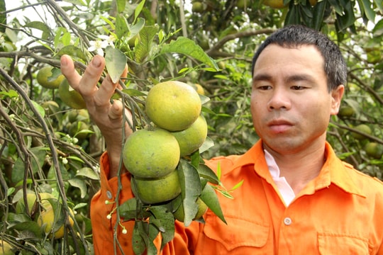Người trồng quýt ở Nghệ An thấp thỏm vì... được mùa