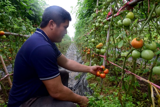 Trồng cà chua, nông dân Quỳnh Lưu lãi 100 triệu đồng/ha