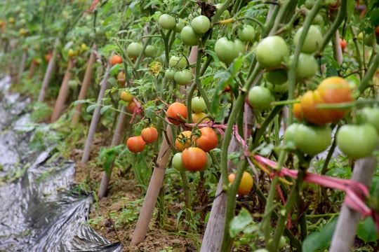 Nông sản ùn ùn xuất sang Trung Quốc, nhiều loại trái cây tăng giá dựng đứng