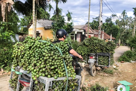 Trung Quốc mở cửa thu mua, cau quả nhích giá