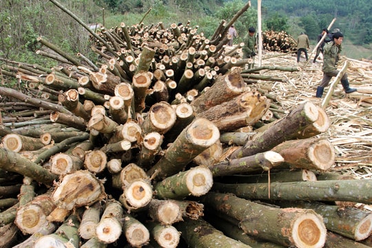 Nghệ An: Xóm có 28 xe tải và 400 lao động trồng và khai thác keo