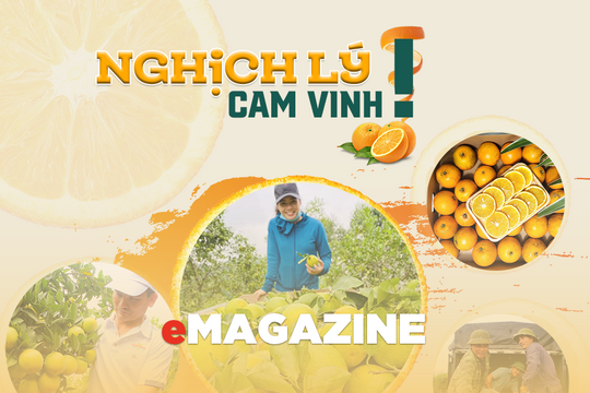 Nghịch lý cam Vinh!