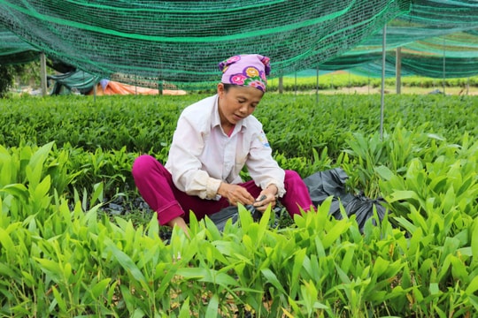 Thanh Chương: Vùng 'đất khổ' phất lên nhờ nghề ươm cây giống 