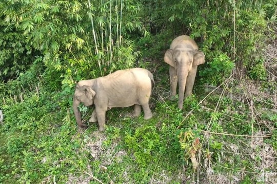 Voi mẹ thường xuyên về bản làng ở Nghệ An tìm thức ăn đã chết