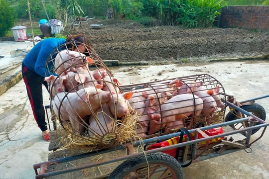 Nghệ An: Người dân e ngại tái đàn lợn sau Tết