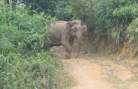 Voi rừng ở Nghệ An chết có thể do quá già yếu