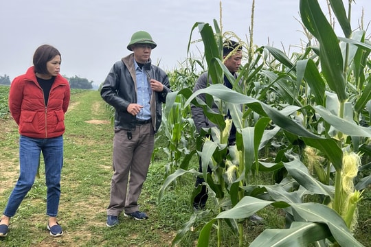 Nông dân Tân Kỳ trồng ngô ngọt, doanh nghiệp thu mua ngay tại ruộng với giá cao
