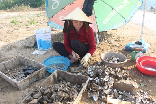 Hàu mất mùa, nông dân Quỳnh Lưu thất thu 