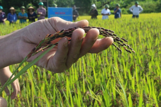 Gạo Khẩu cẩm xẳng Con Cuông được đề nghị cấp chứng nhận chỉ dẫn địa lý 