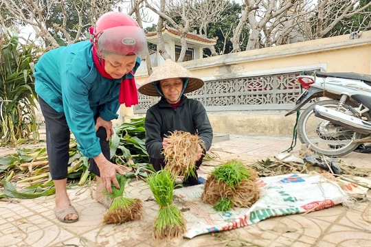Chợ mạ 'độc nhất vô nhị' ở Nghệ An 