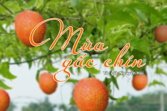 Tản văn hay: Mùa gấc chín