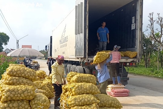 Nghệ An có hơn 250ha khoai tây được liên kết sản xuất, tiêu thụ sản phẩm