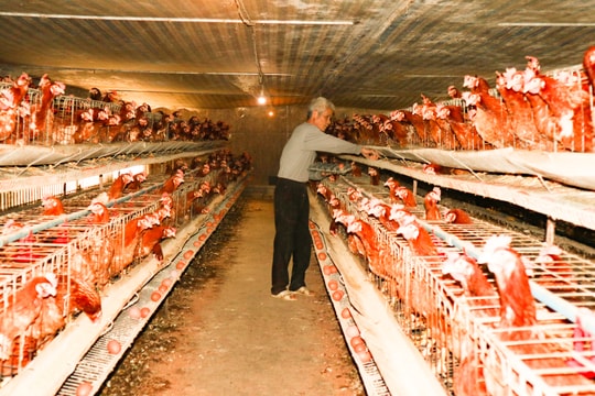 Nghệ An: Giá trứng gia cầm xuống thấp, tiêu thụ chậm