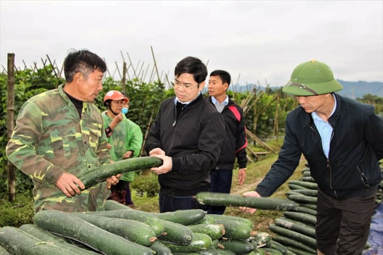 Bí xanh tăng giá ‘kịch sàn’, nông dân Nghệ An ‘trúng lớn’