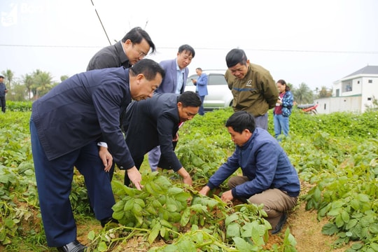Phó Chủ tịch UBND tỉnh kiểm tra sản xuất nông nghiệp tại Diễn Châu 
