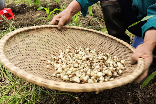 Nghệ An: Đầu vụ thu hoạch, giá hành tăm tăng cao