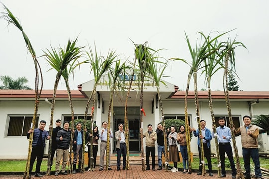 Độc lạ cuộc thi ‘hoa hậu mía' ở Nghệ An