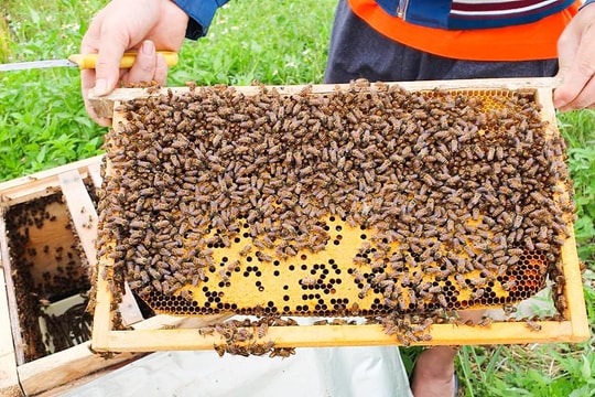 Tháng Ba, mùa con ong đi lấy mật 