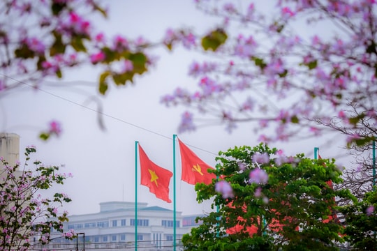 Hoa ban khoe sắc tinh khôi giữa lòng thành Vinh