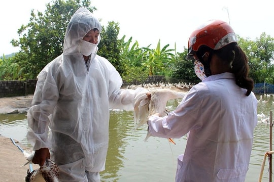 Nghệ An ra công điện khẩn chỉ đạo tập trung phòng, chống dịch bệnh gia súc, gia cầm 