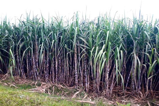 Đến với 'thôn trăm triệu' ở Nghệ An