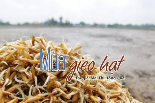Tản văn hay: Mùa gieo hạt