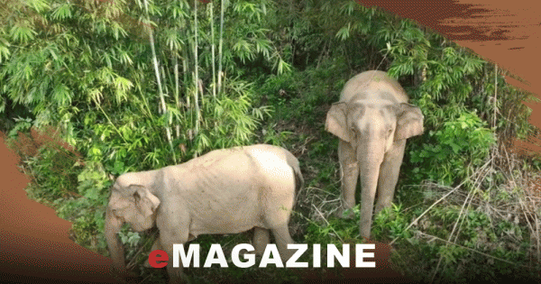 Voi rừng kêu cứu: Kỳ cuối – Di chuyển hay chờ xóa sổ?