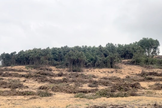 Điều tra vụ phá rừng, hành hung cán bộ ở Nghệ An