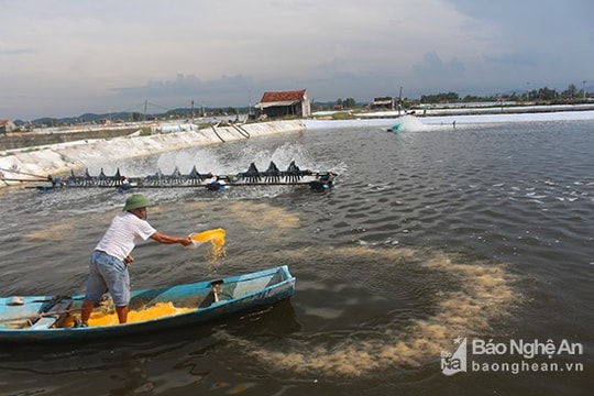 Giá trị tôm nuôi Nghệ An đạt 1.650 tỷ đồng
