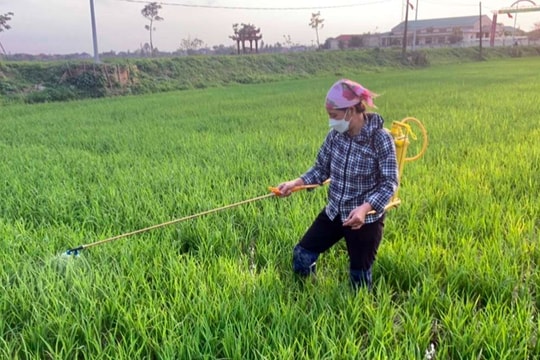 Gần 250 ha lúa xuân ở Nghệ An nhiễm bệnh đạo ôn