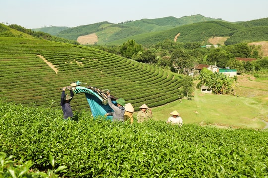 Giá chè búp vụ xuân tăng, nông dân Nghệ An phấn khởi thu hoạch