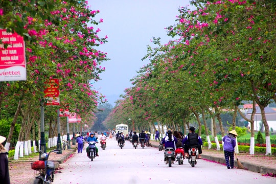Hàng trăm cây ban tím khoe sắc trên cung đường về Kim Liên quê Bác