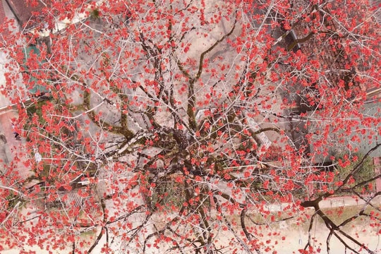 Độc đáo cây gạo trăm tuổi 'thắp lửa' rực rỡ đường quê