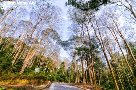 Nỗ lực bảo vệ tốt trên 86.000 ha rừng phòng hộ đầu nguồn ở Tương Dương