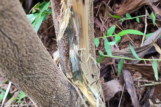 Nhiều diện tích keo ở Quỳ Châu phải chặt bỏ do bệnh chết héo