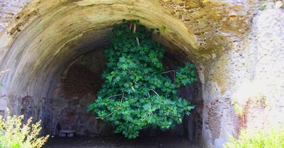 Bí ẩn cây vả 'thách thức trọng lực', mọc lộn ngược từ trên cao xuống đất