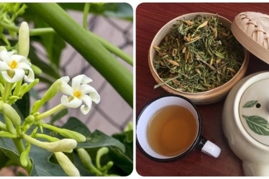 Tác dụng bất ngờ của nước hoa đu đủ đực