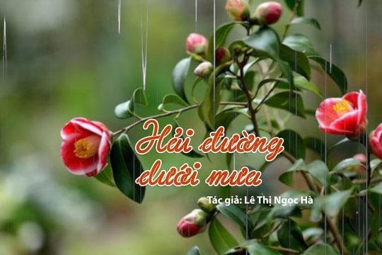 Tản văn hay: Hải đường dưới mưa