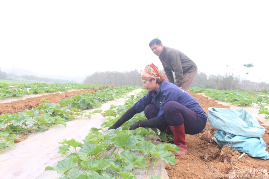 Nông dân Nghĩa Đàn 'ăn, ngủ' cùng dưa lê, dưa hấu