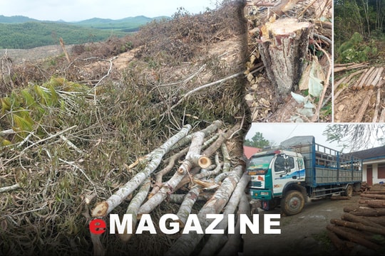 Giải quyết tận gốc nạn khai thác trái phép rừng trồng vùng Bắc Nghệ An