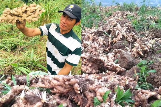 Gừng Kỳ Sơn rớt giá, khó tiêu thụ