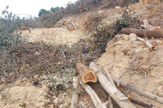 UBND tỉnh Nghệ An chỉ đạo xử lý nghiêm vụ phá rừng, hành hung cán bộ 