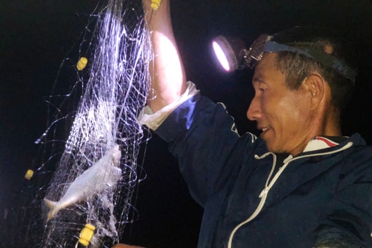 Dân vạn chài xuyên đêm săn loại cá ‘nửa sông, nửa biển’